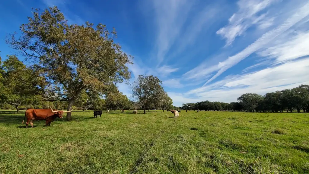 Cattle grazing in a pasture with oak trees 