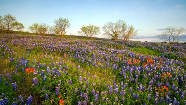 Field of bluebonnets and wildflowers on a Texas hillside