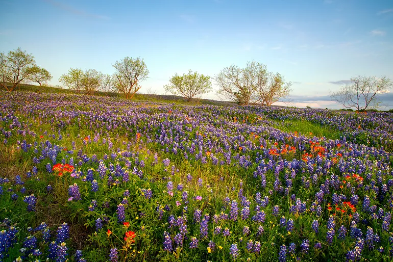 Field of bluebonnets and wildflowers on a Texas hillside